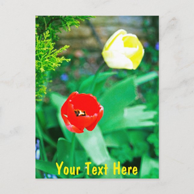 Maßgeschneiderte Tulips Postkarte (Vorderseite)