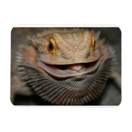 Maßgeschneiderter Bartdrache Magnet
