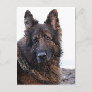Maßgeschneiderter Hund Postkarte