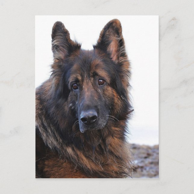 Maßgeschneiderter Hund Postkarte (Vorderseite)