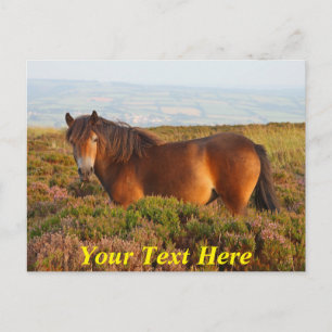 Maßgeschneidertes Exmoor Pony, Pferd, Somerset, En Postkarte