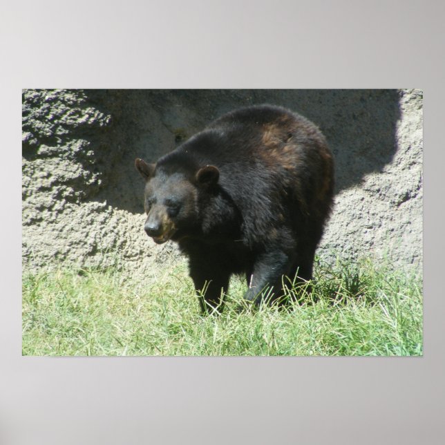 Maßgeschneidertes Schwarzbärenposter Poster (Vorne)