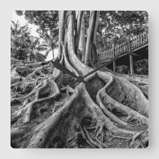 Massive Gummibaumwurzeln Quadratische Wanduhr (Vorderseite)