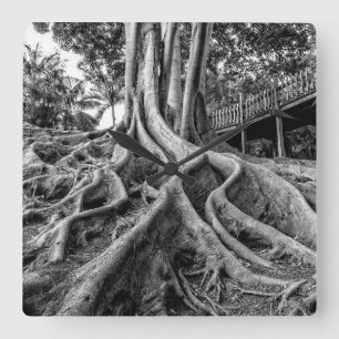 Massive Gummibaumwurzeln Quadratische Wanduhr