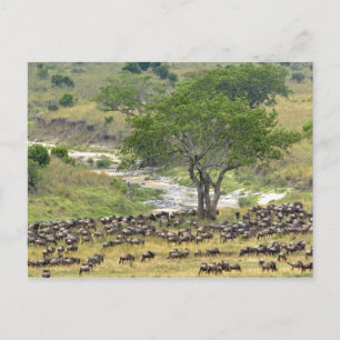 Massive Wildebeest-Herde während der Migration, Postkarte