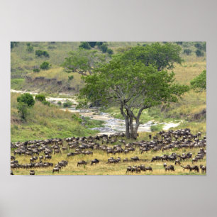 Massiver Wildbestand während der Migration, Poster
