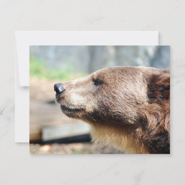 Master Bruin (Vorderseite)