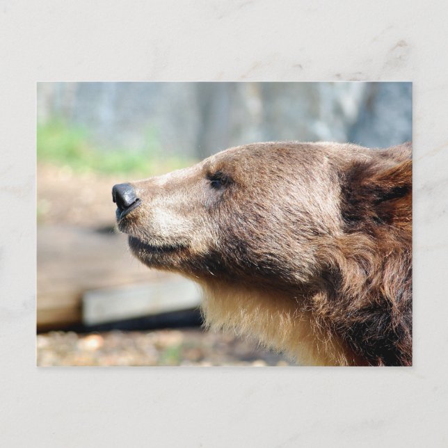 Master Bruin Postkarte (Vorderseite)