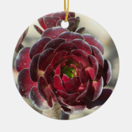 Master Gardener Wüste Landscaper Foto Rote Pflanze Keramik Ornament