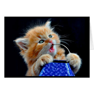 Mastication mignonne de chaton