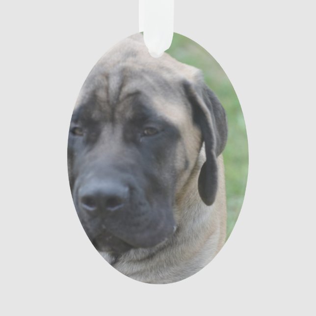 Mastiff anglais mignon (devant)