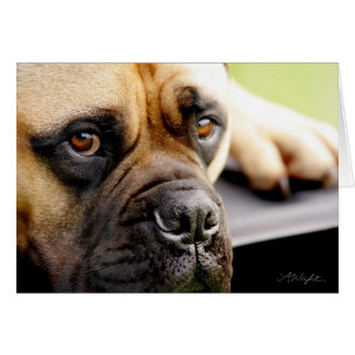 Mastiff de Taureau