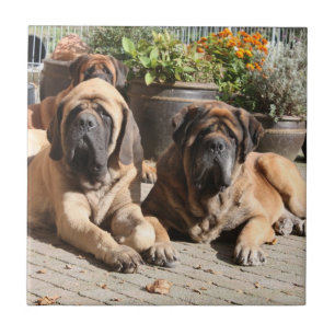 Mastiff englische Dogge Urlaub Fliese