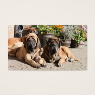 Mastiff englische Dogge Vatertag