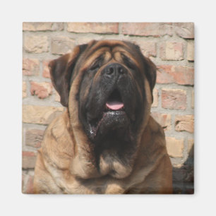  Mastiff englische Dogge Vatertag  Magnet