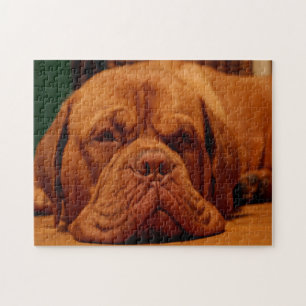 Mastiff-Hund.