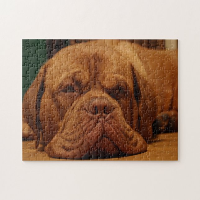 Mastiff-Hund. (Horizontal)
