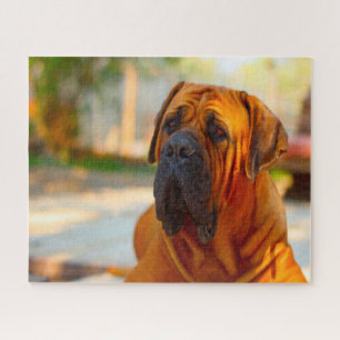 Mastiff Hund.