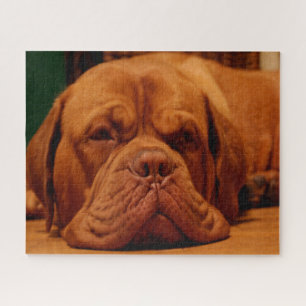 Mastiff Hund Rasse.