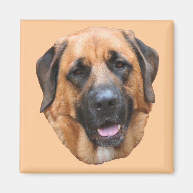 Mastiff Mix Dog Magnet (Vorne)