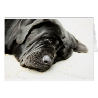 Mastiff napolitain