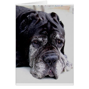 mastiff.png napolitain