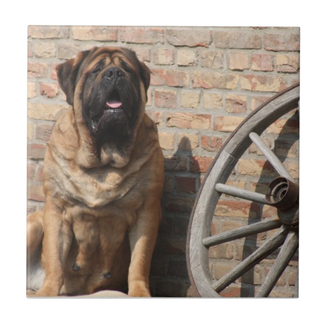 Mastiff  Urlaub English Mastiff Fliese (Vorderseite)
