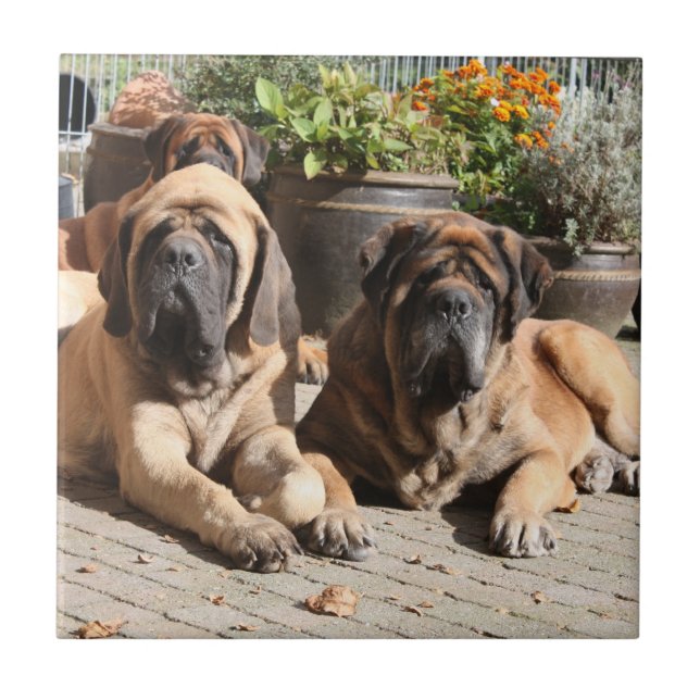 Mastiff  Urlaub English Mastiff Fliese (Vorderseite)