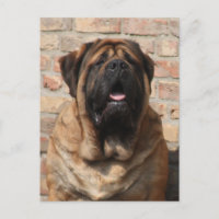 Mastiff Vatertag englische Dogge,