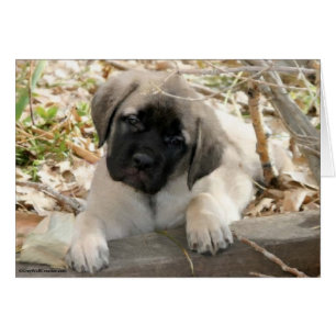 Mastiff Welpe im Wald