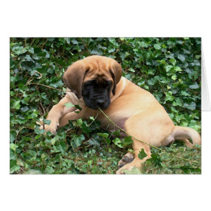 Mastiff Welpe in Ivy