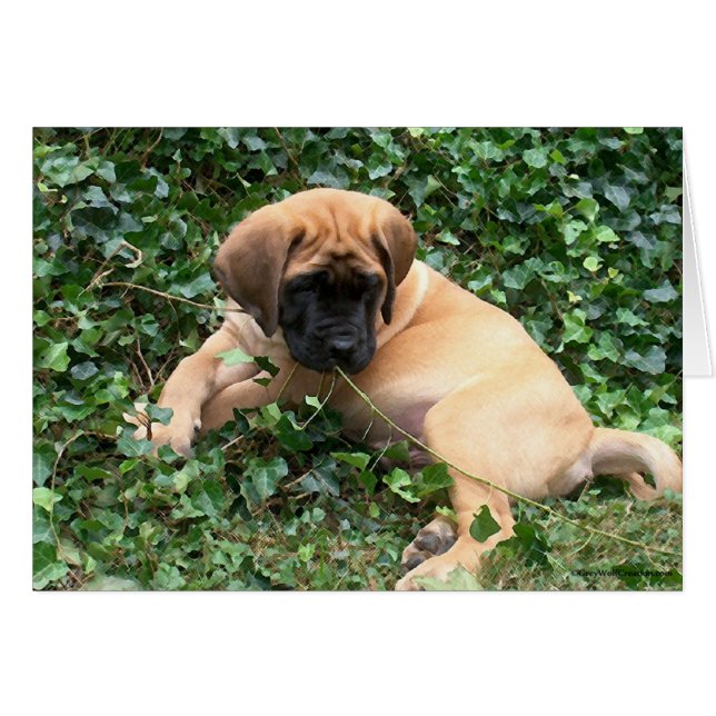 Mastiff Welpe in Ivy (Vorderseite (Horizontal))