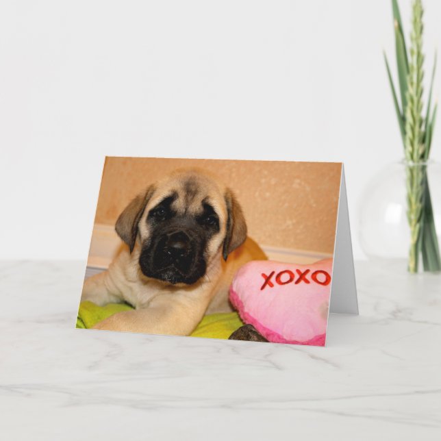 Mastiff Welpenvalentkarte Feiertagskarte (Vorderseite)