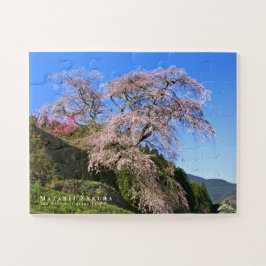 Matabei-Zakura: Kirschbaum wischen