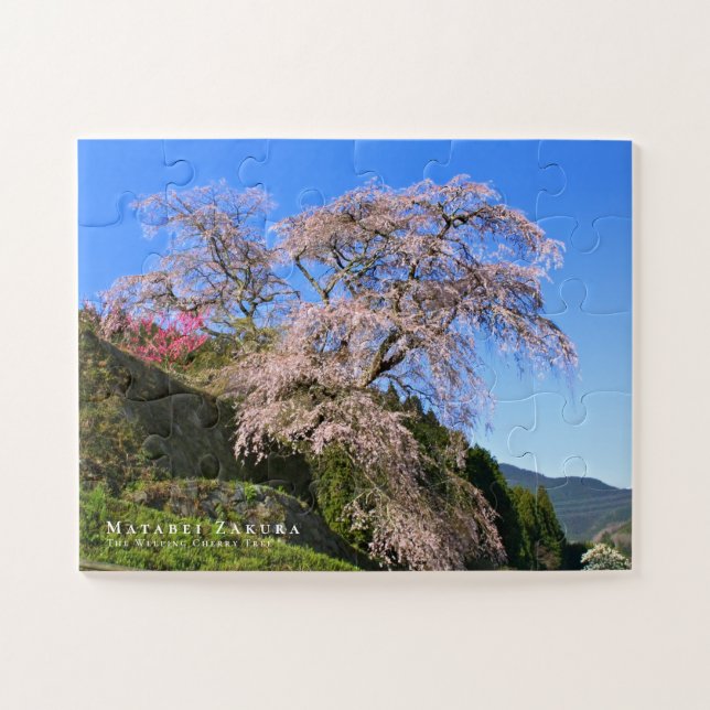 Matabei-Zakura: Kirschbaum wischen (Horizontal)
