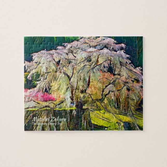 Matabei-Zakura: Kirschbaum wischen (Horizontal)