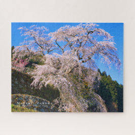 Matabei-Zakura: Kirschbaum wischen