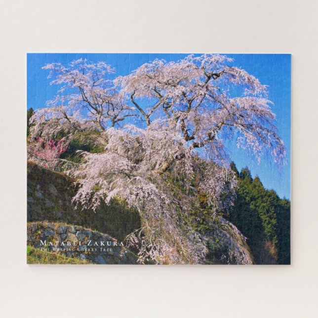 Matabei-Zakura: Kirschbaum wischen (Horizontal)