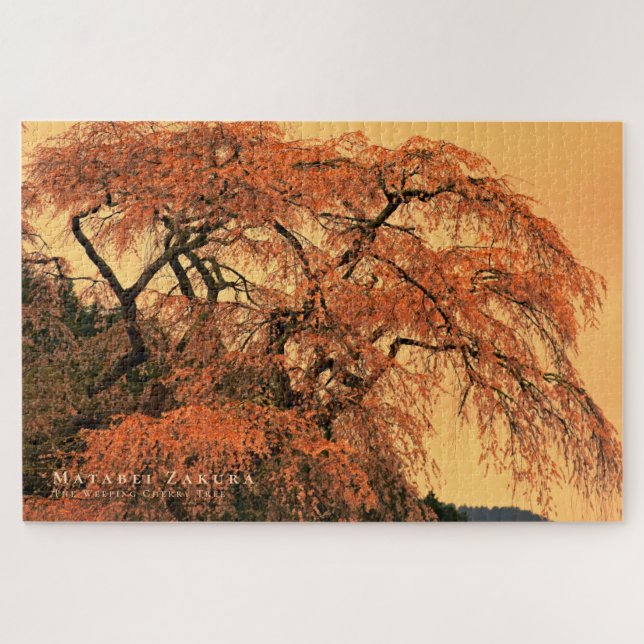Matabei-Zakura: Kirschbaum wischen (Horizontal)