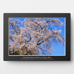 Matabei-Zakura: Kirschbaum wischen Fotoplatte