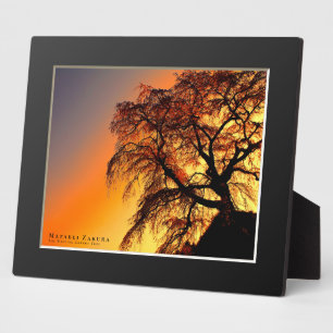 Matabei-Zakura: Kirschbaum wischen Fotoplatte