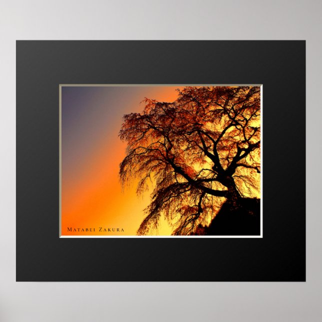 Matabei-Zakura: Kirschbaum wischen Poster (Vorne)