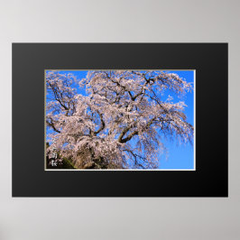 Matabei-Zakura: Kirschbaum wischen Poster
