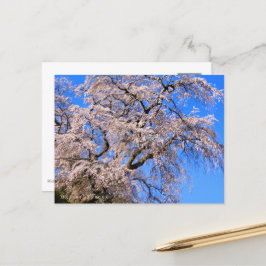 Matabei-Zakura: Weeping Cherry Tree Postkarte