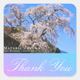 Matabei-Zakura: Weeping Cherry Tree Quadratischer Aufkleber