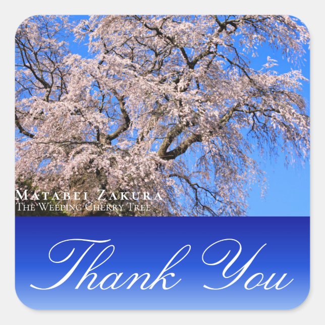 Matabei-Zakura: Weeping Cherry Tree Quadratischer Aufkleber (Vorderseite)