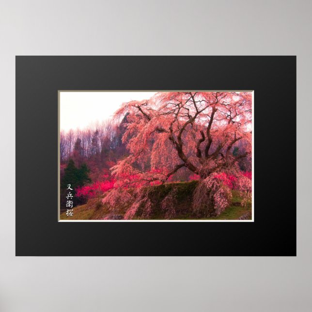 Matabei-Zakura: Wehender Kirschbaum ポ ス タ Poster (Vorne)