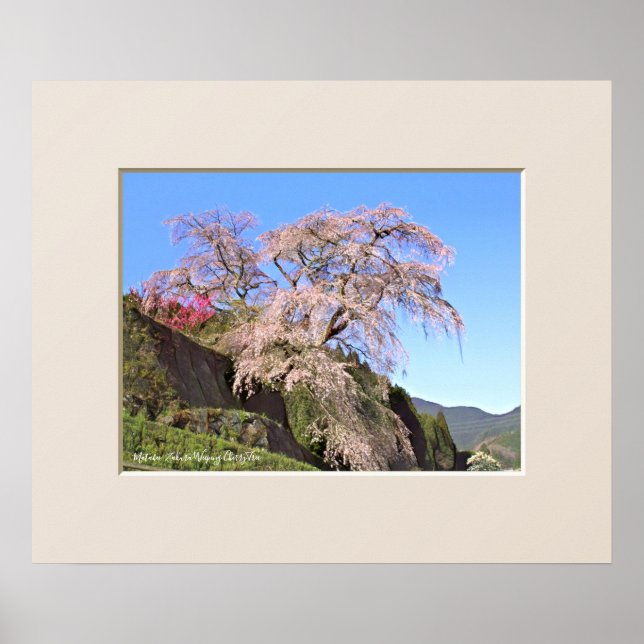 Matabei-Zakura weinend Kirschbaum Poster (Vorne)