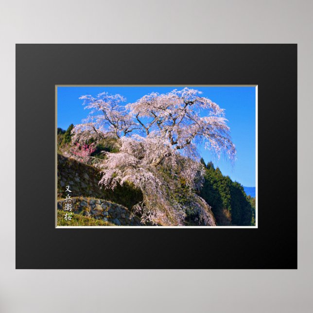 Matabei-Zakura weinend Kirschbaum Poster (Vorne)