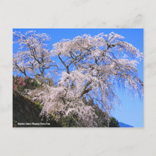 Matabei-Zakura weinend Kirschbaum [Postkarte] Postkarte